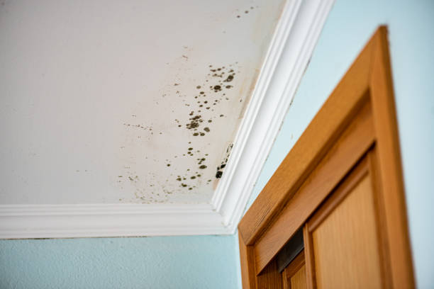 Best Mold Damage Repair  in Wadesboro, NC